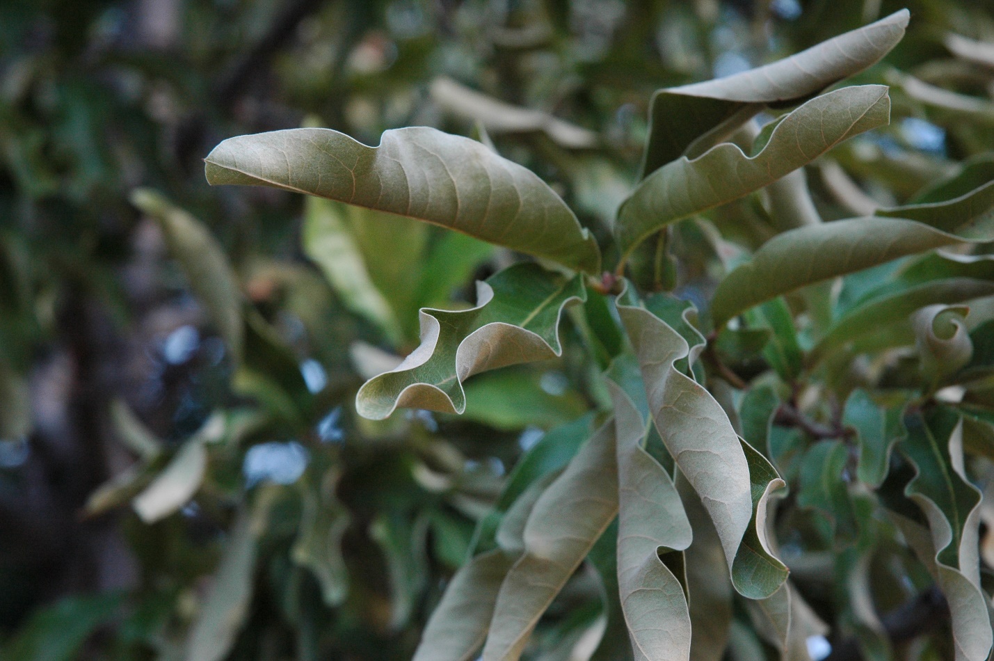 Curled leaves.
